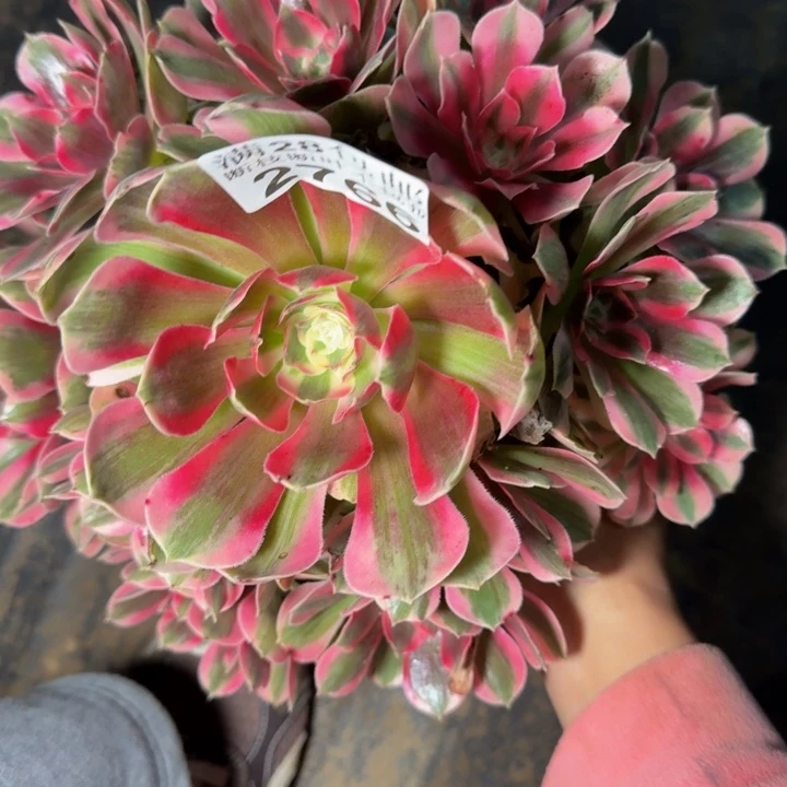 2766女郎多肉植物