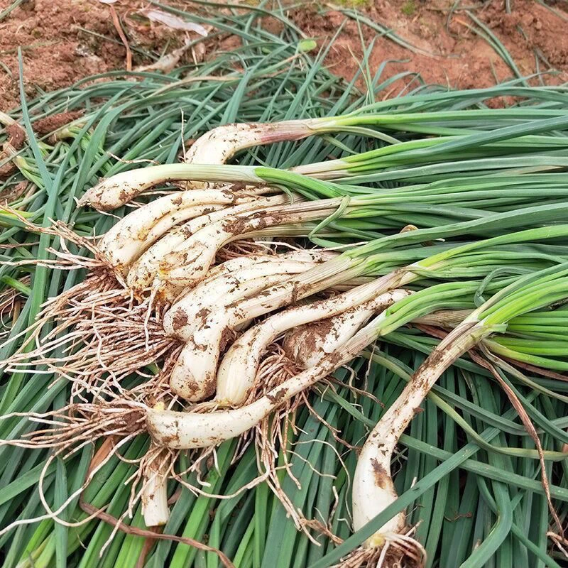 湖南本地新鲜藠头带叶农家自种茭头藠头荞头茭白可老农村当季蔬菜