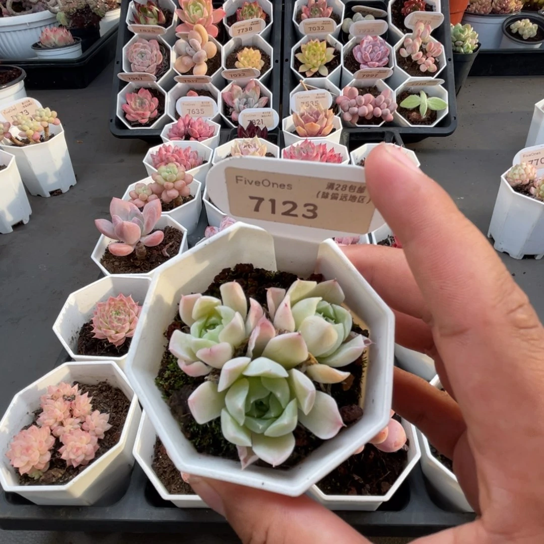 7123沁心 4.5厘米