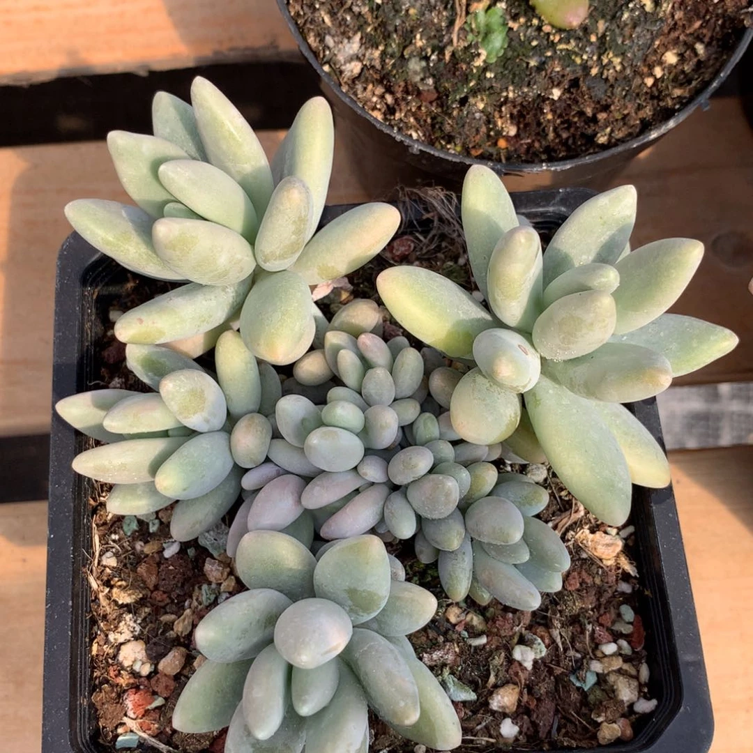 蜜糖肉肉肉肉肉肉肉肉肉肉