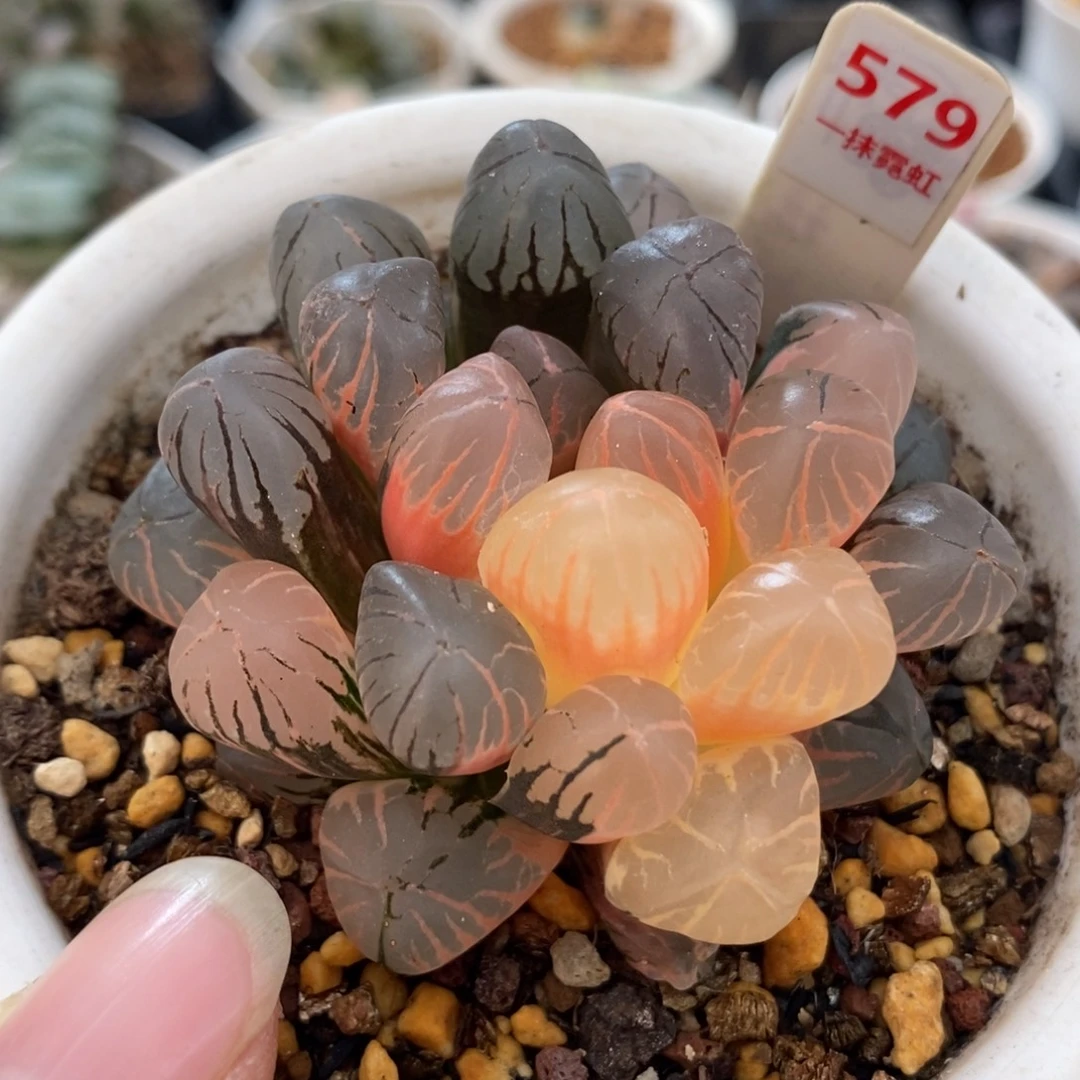 579红太阳玉露锦一物一拍