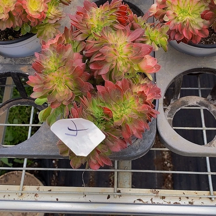 在***上0004多肉植物哈哈仙缀