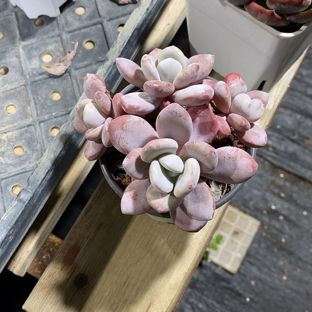 粉兔多肉植物老桩
