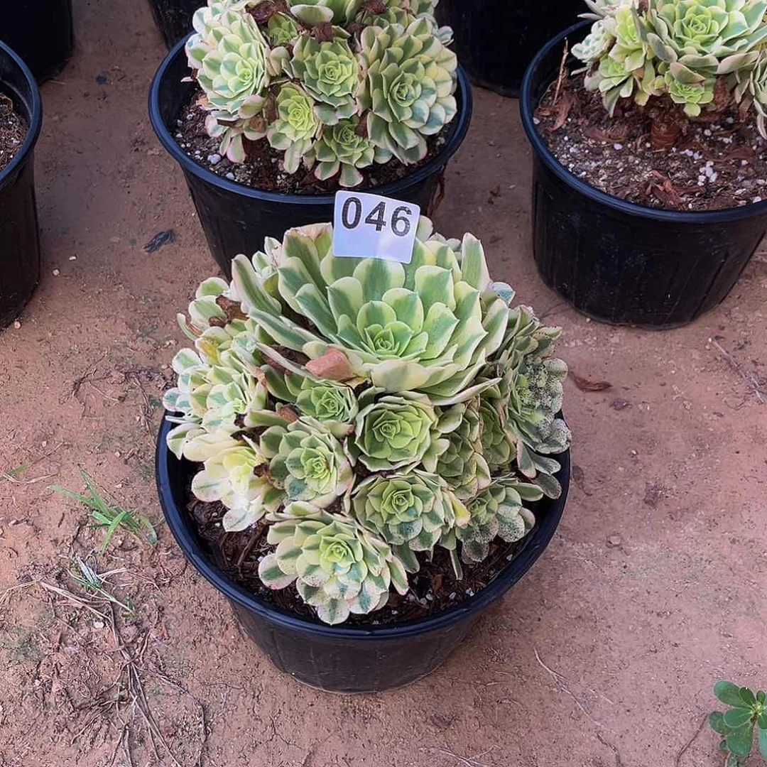 旮****暖绿豆莎一物一拍046