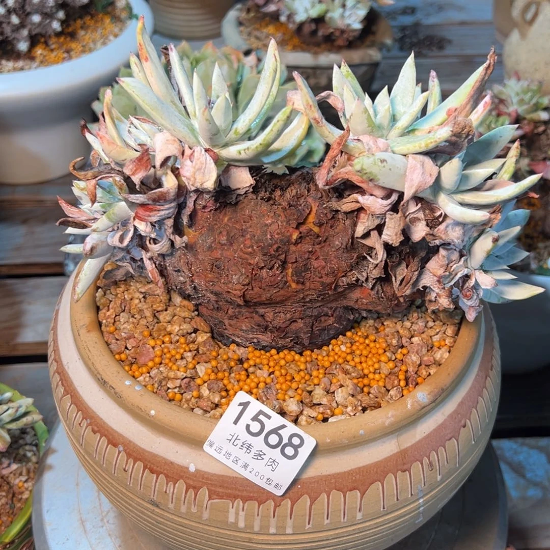 金**头1568瑕疵无售后多肉