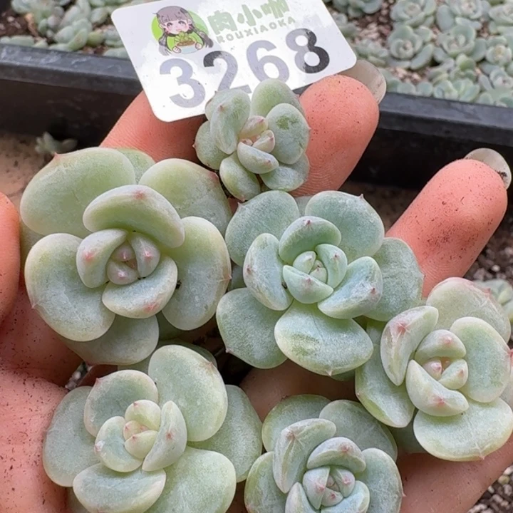 无花朵多肉植物多肉植物