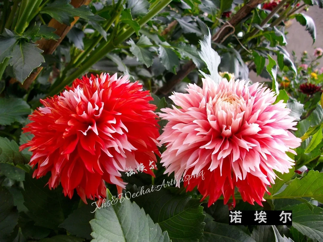 （诺埃尔）进口大丽花种球多年生