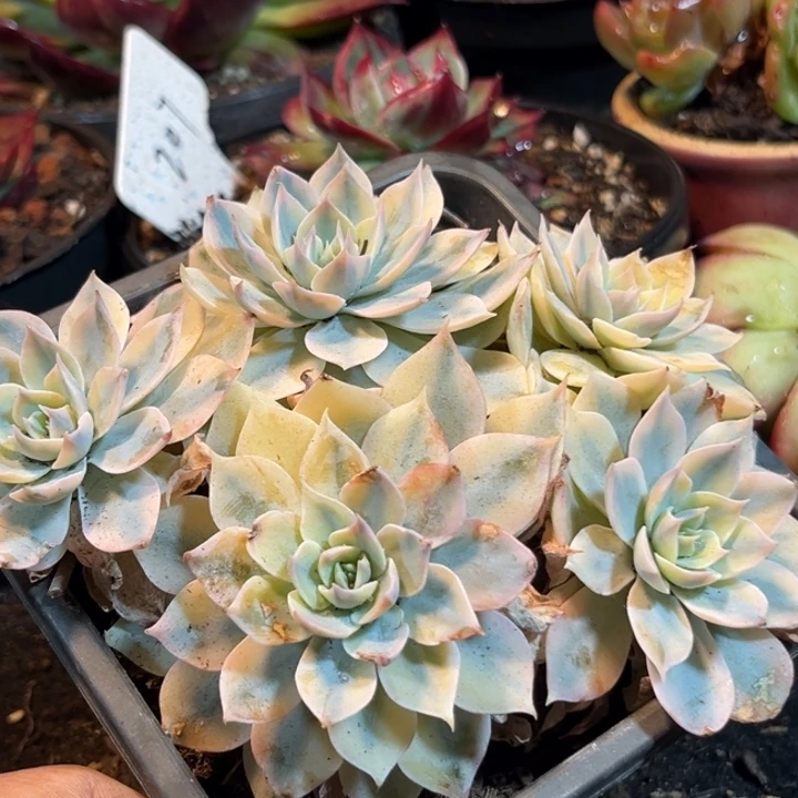 皮实锦有瑕疵惊鸿一物一拍包装收缩花旱