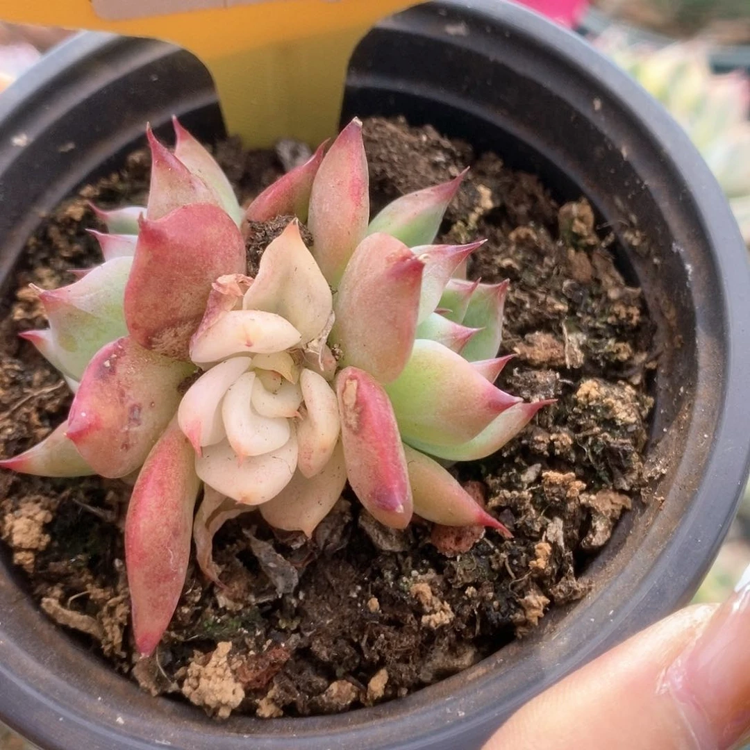 077锦锦锦锦锦锦