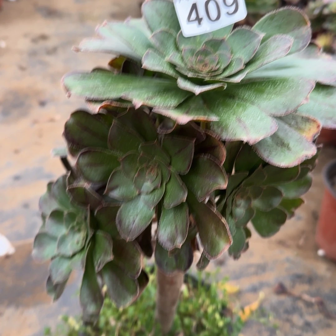 拉丝锦多肉409满28包邮断枝不包