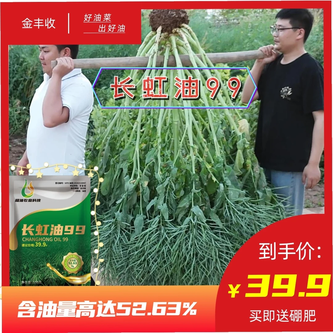 长虹油99 2025年新品油菜种子油菜籽矮杆新种黑油菜子杂交早熟种