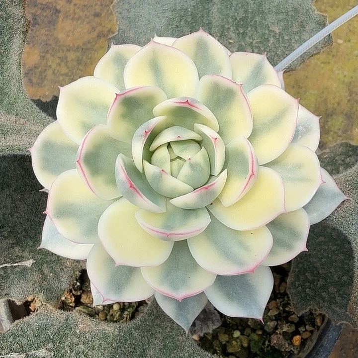 东*烨韩水晶锦腹轮锦模特