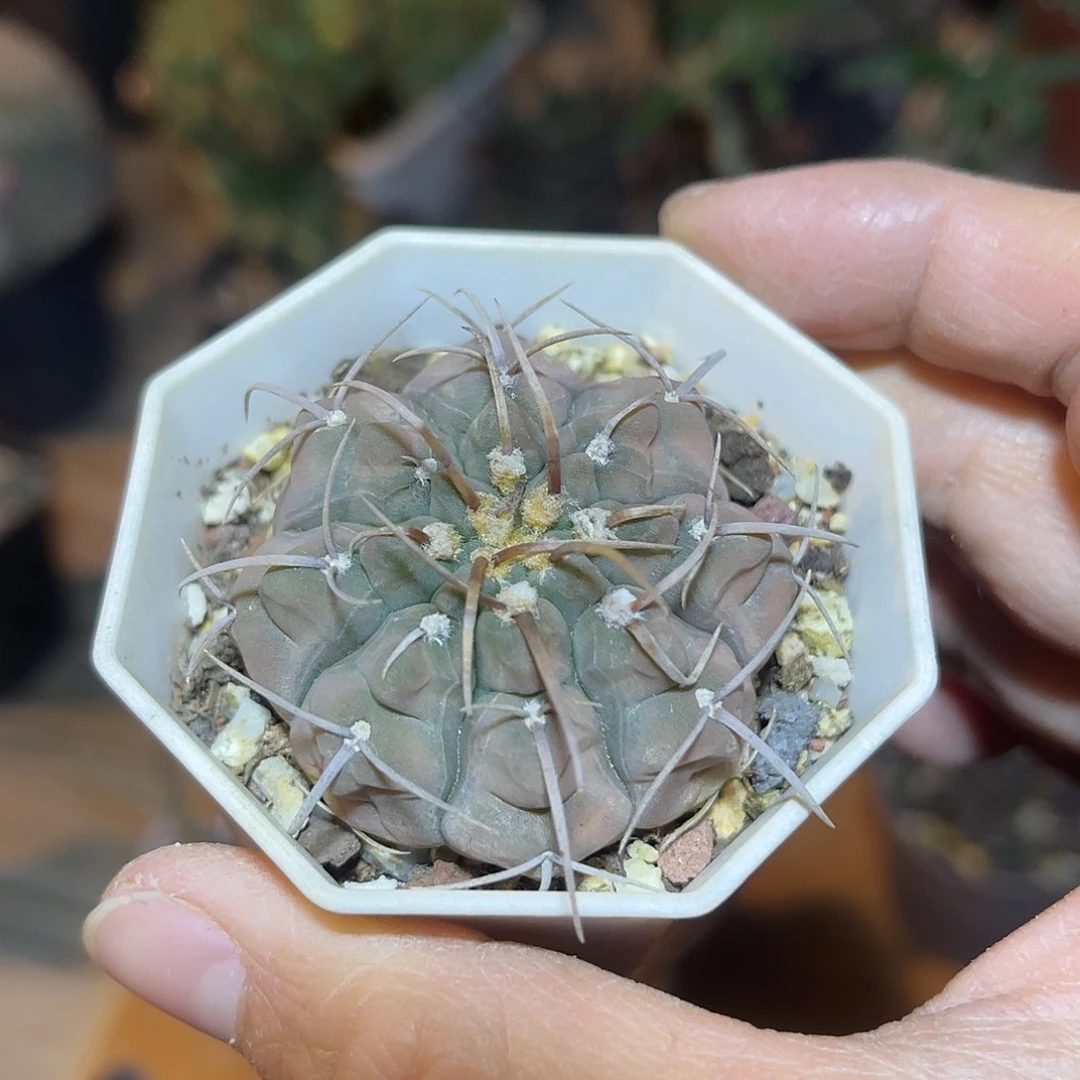 大尤龟甲三本刺一物一拍