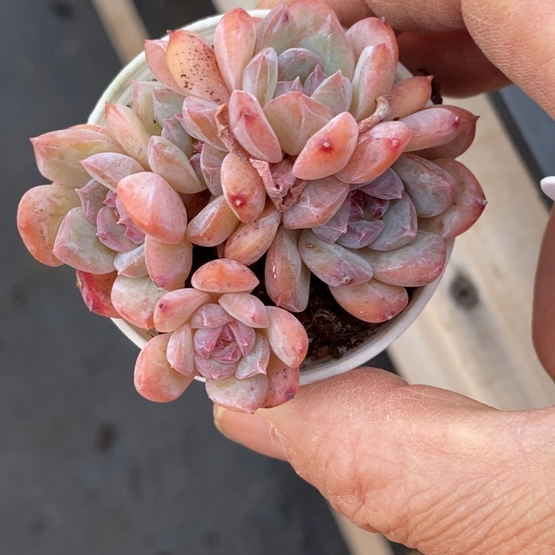 精品多肉一物一拍不包整340