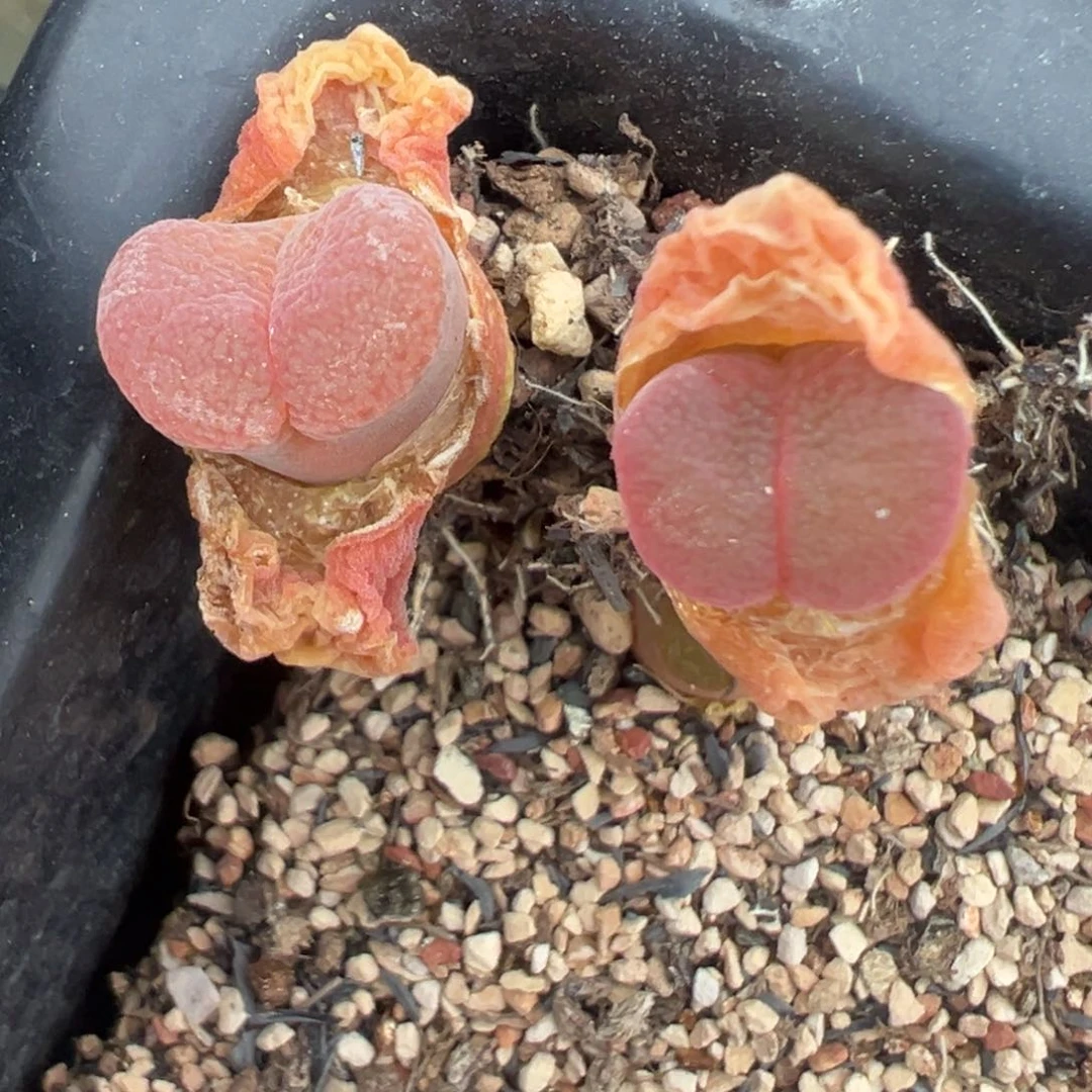 南****?专拍专拍 肉锥植物
