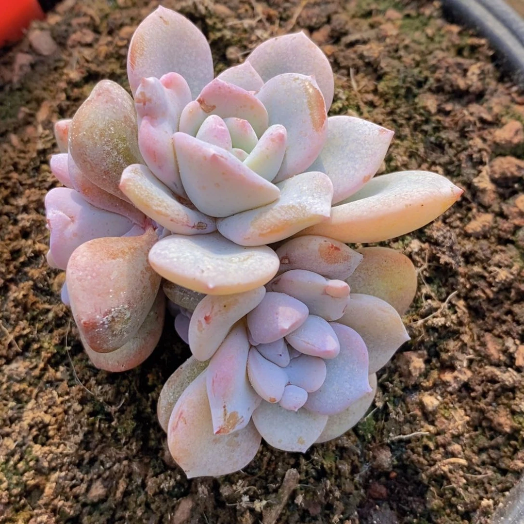 甜****宝多肉植物1111111111