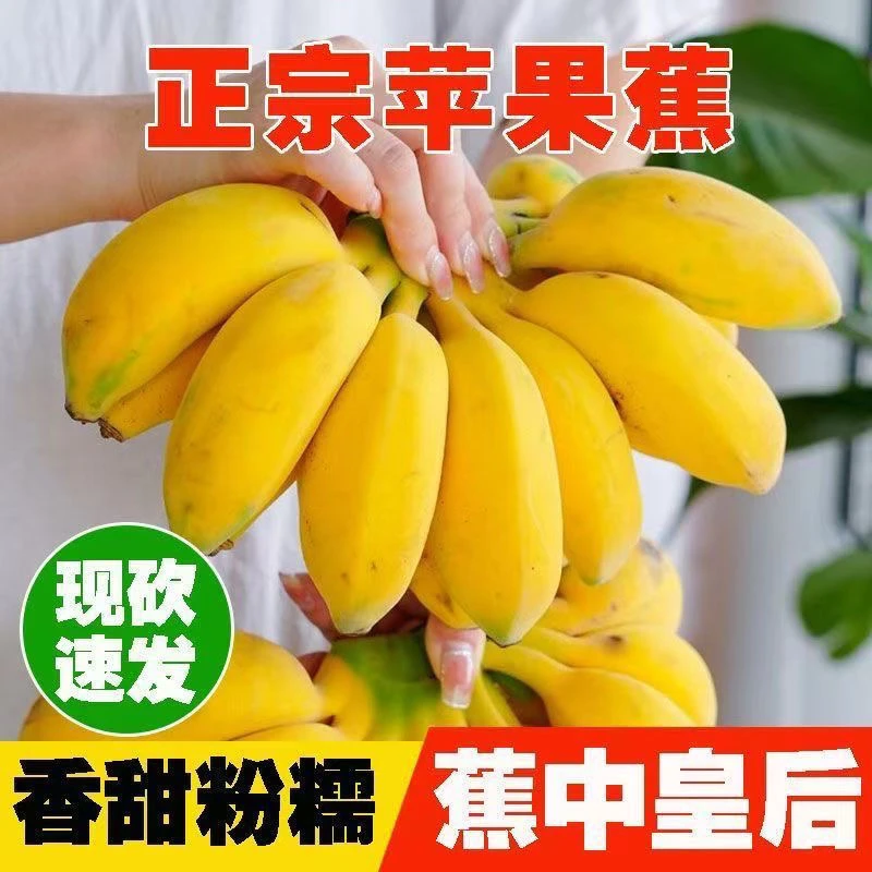 广西苹果蕉新鲜应季香甜软糯自然熟果园种植香蕉