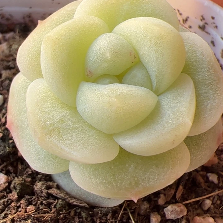 一物一拍精品糖心，尺寸不大介意勿拍