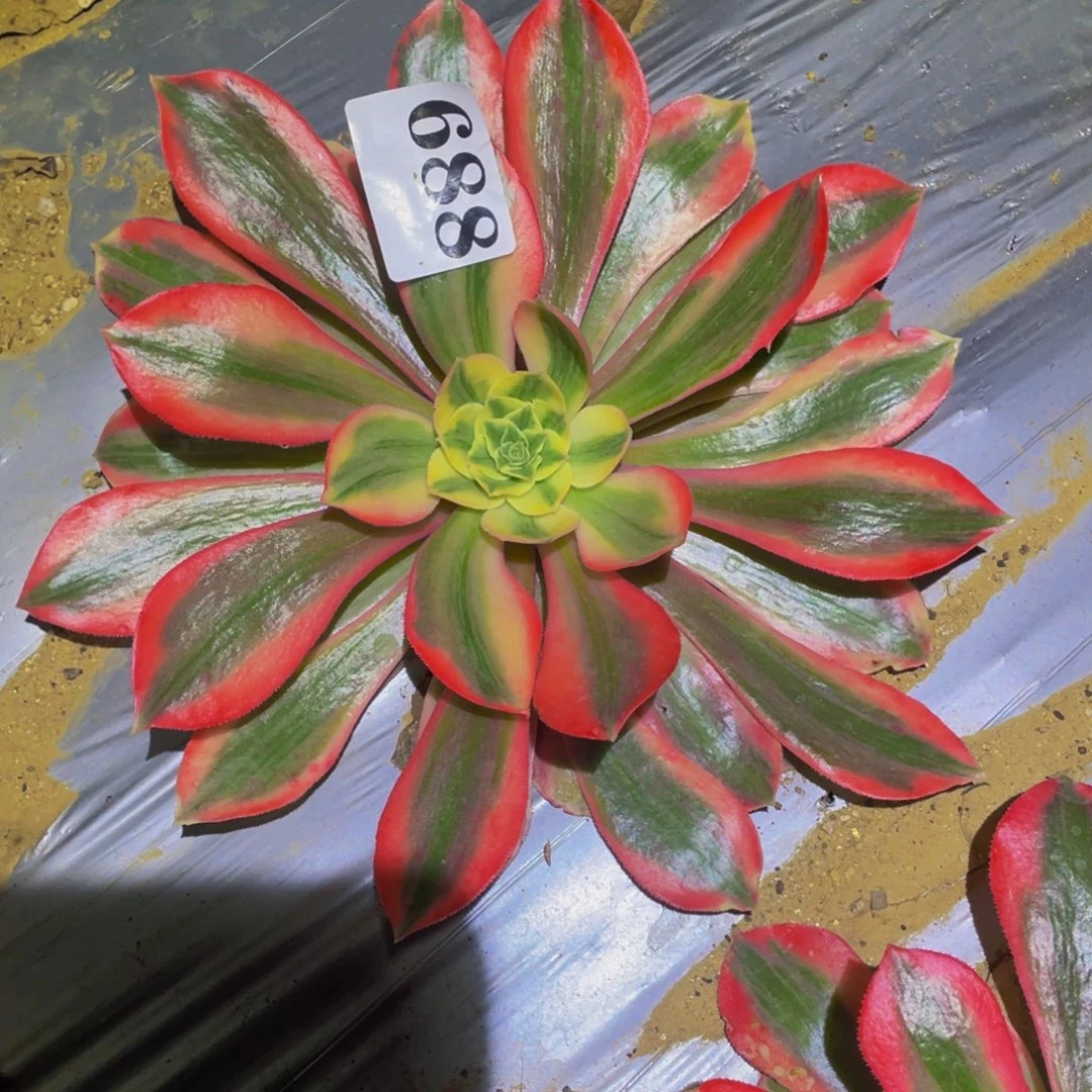 女妖多肉植物多肉688