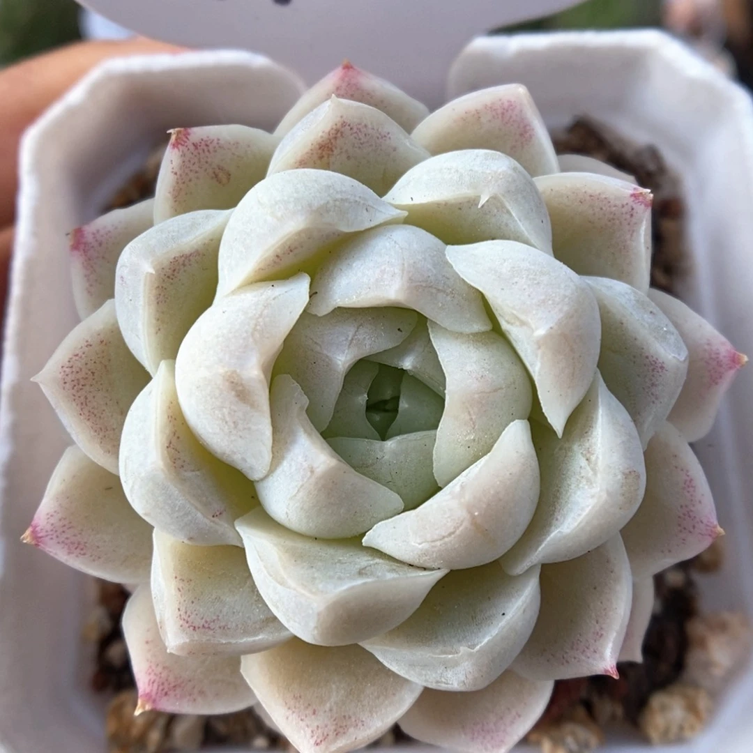 白月影可拍713号。