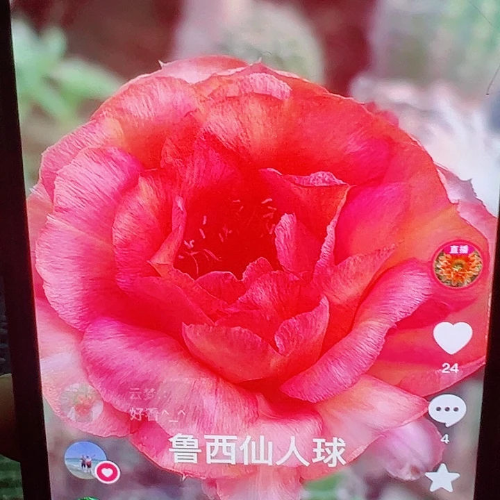 彩草 温柔 侧芽  满20包邮