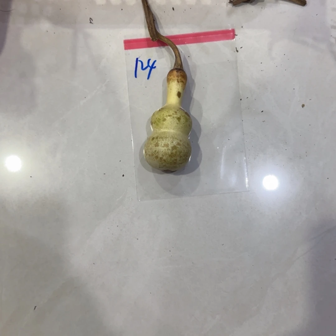 M***K青皮不包成青皮不包成