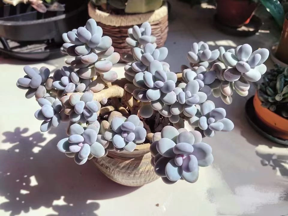 桃美人【云贵精品多肉】 老桩露养好活