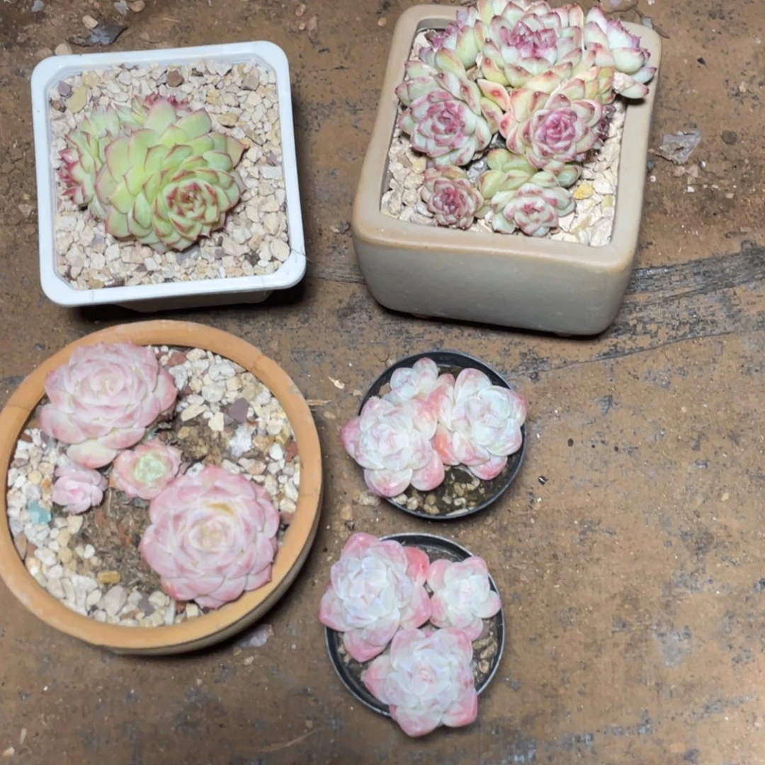 蹦***蹦多肉五颗宝贝专拍