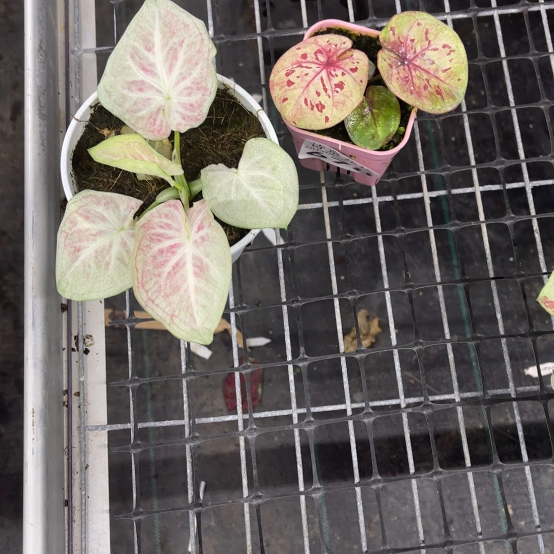 ****沫无花朵         677.678天堂豹子不包售后