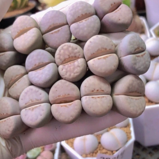 2673，15颗粉唇如图