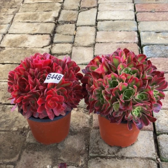 咖*馆法师多肉植物448