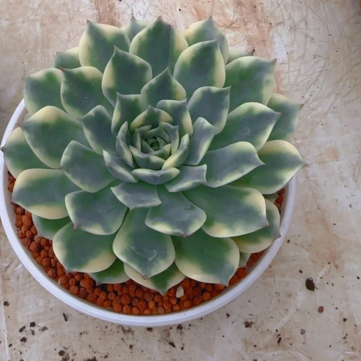 放**博艾丽卡锦多肉植物好看