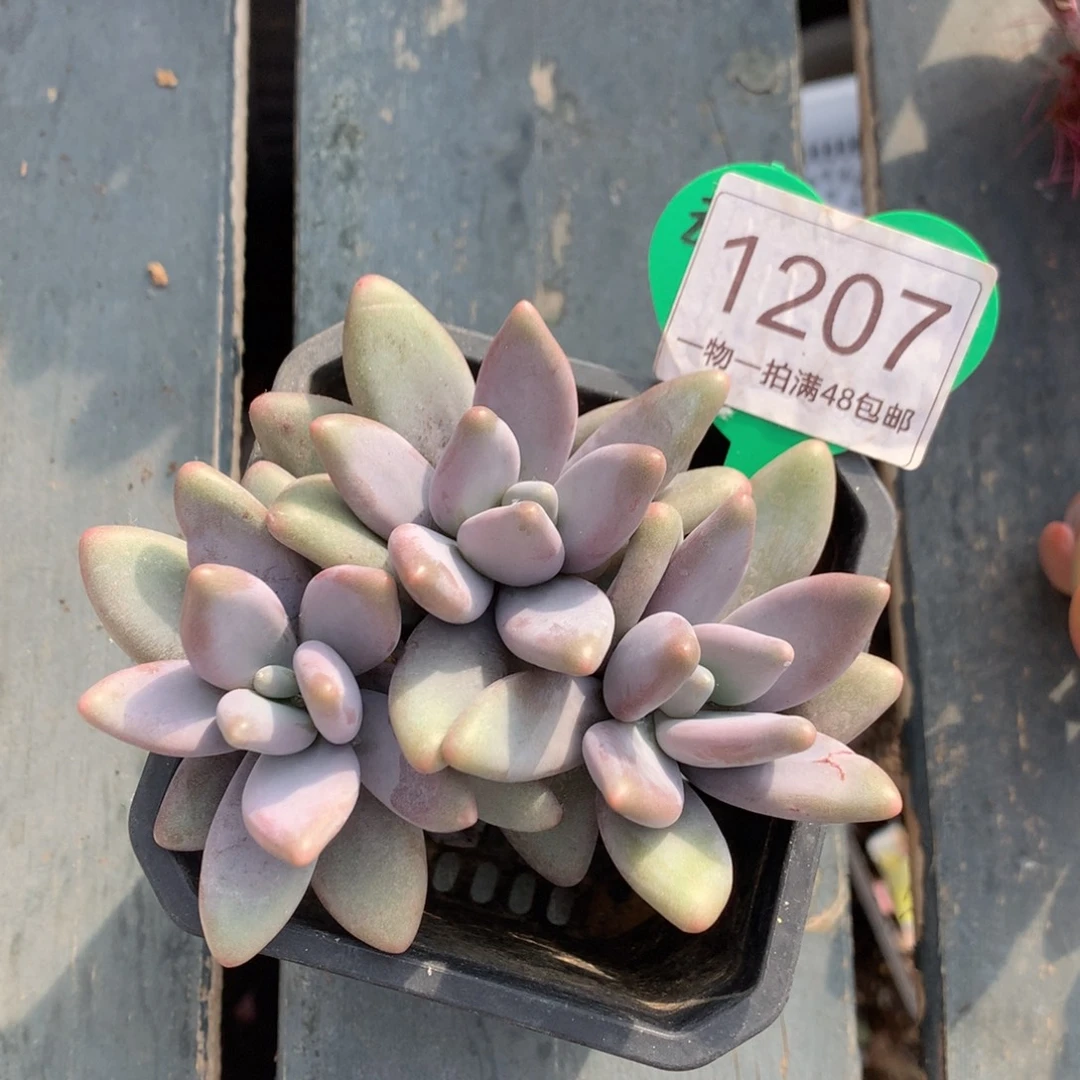 企鹅无砍开播福利1207