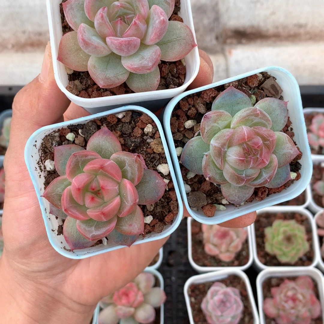 珍妮组合。       39号