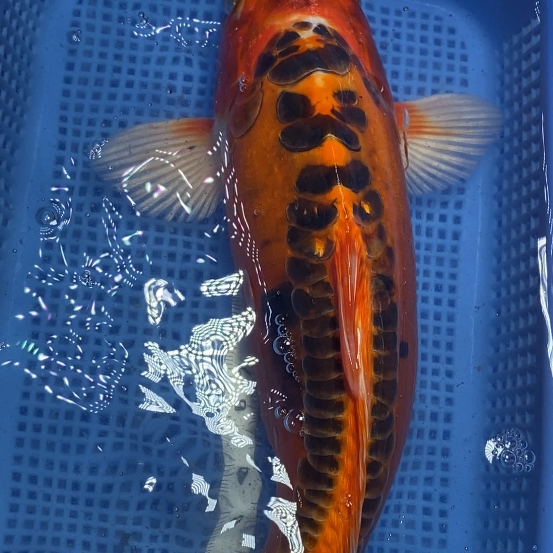 锦鲤冷水锦鲤包邮