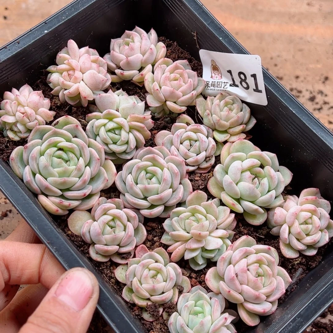 萌**山多肉植物多肉植物