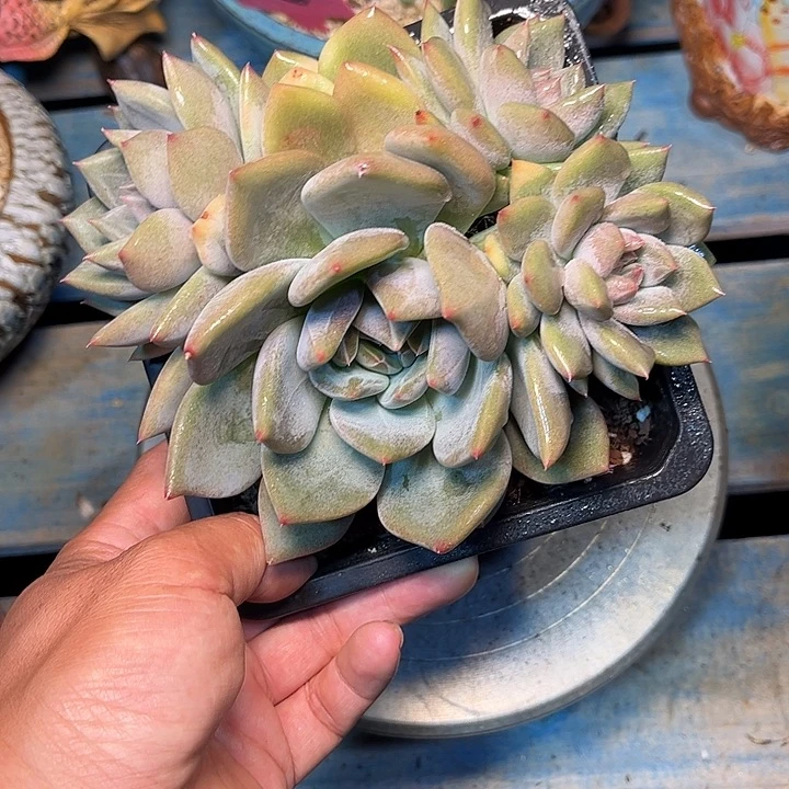 多肉植物一物一拍