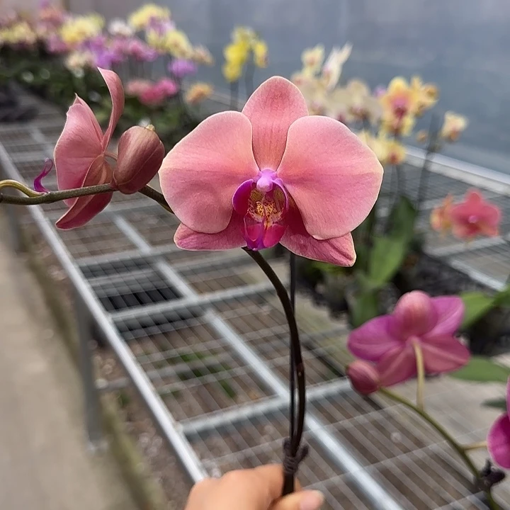 完全开放M379 剪梗