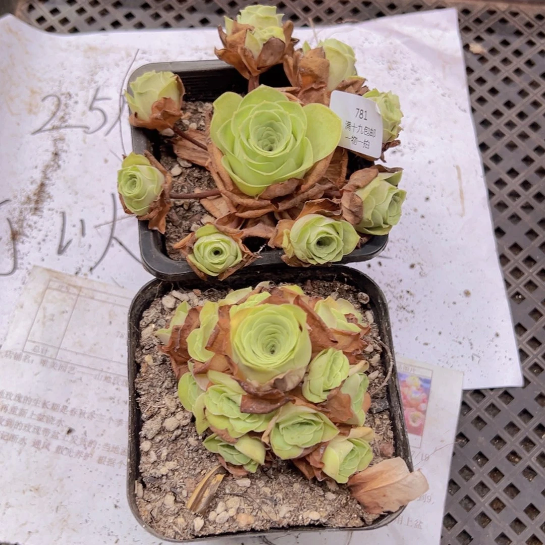 781 侧牙掉了不包损无售后