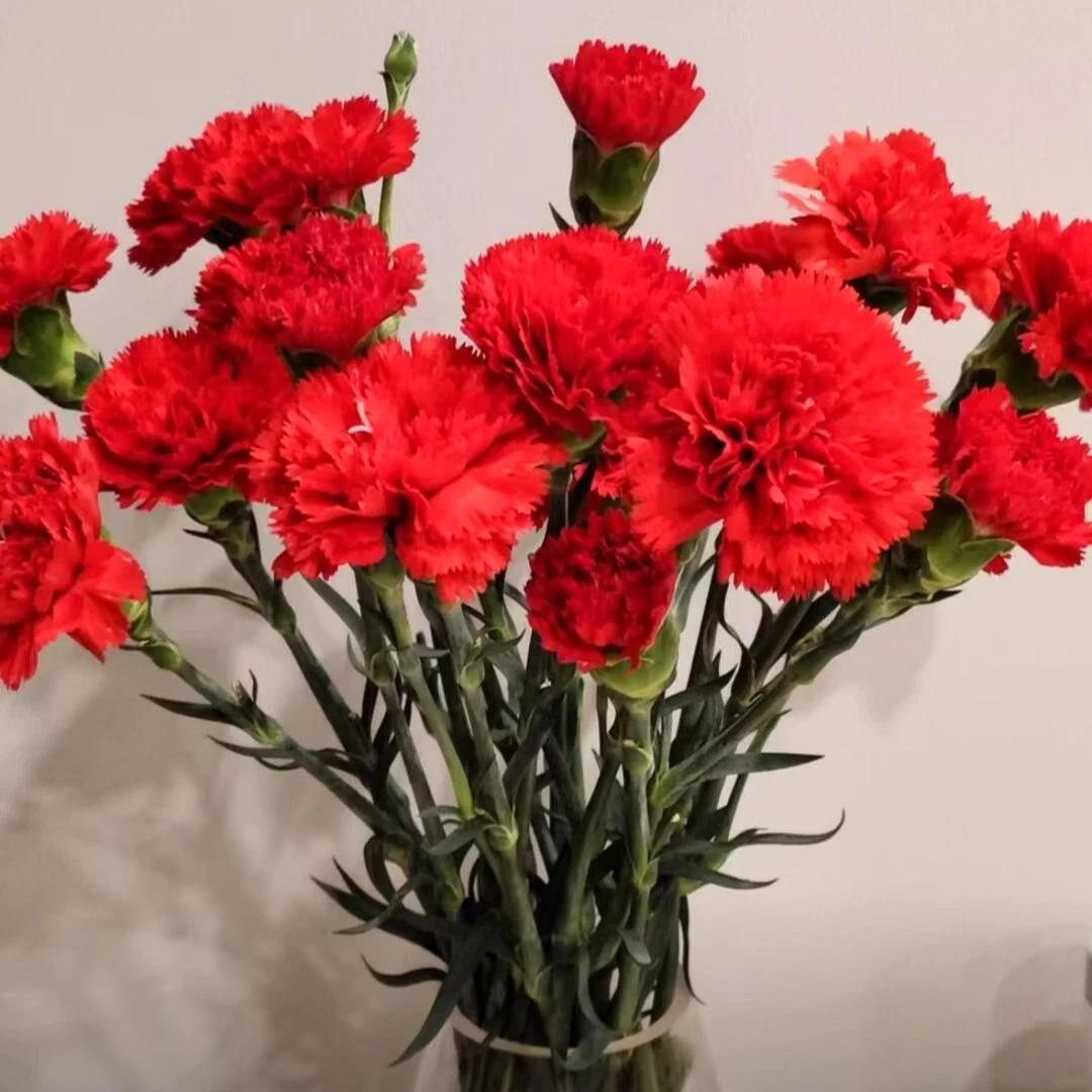 红色康乃馨10支今天发明天到（全场任意两单顺丰包邮到家）