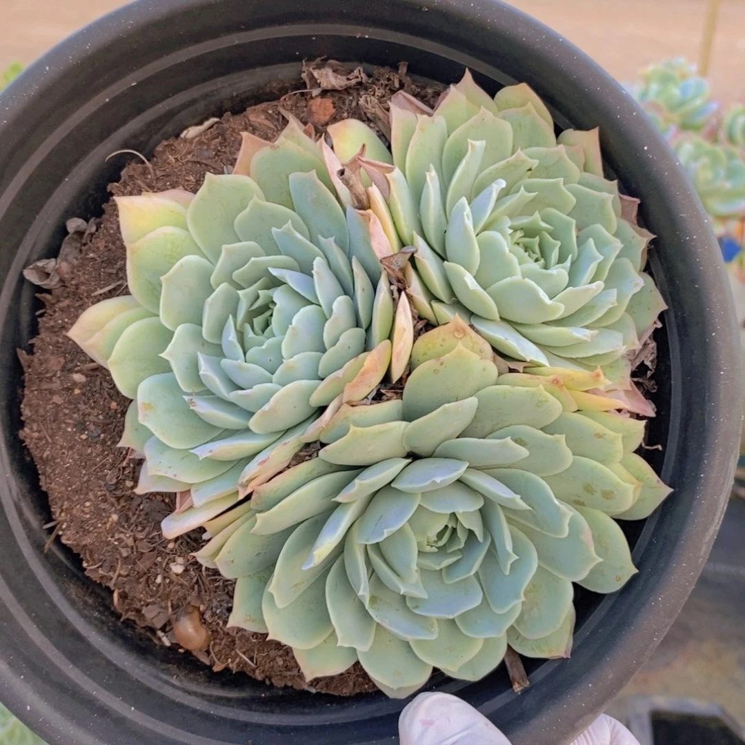 9258蓝丝绒一物一拍