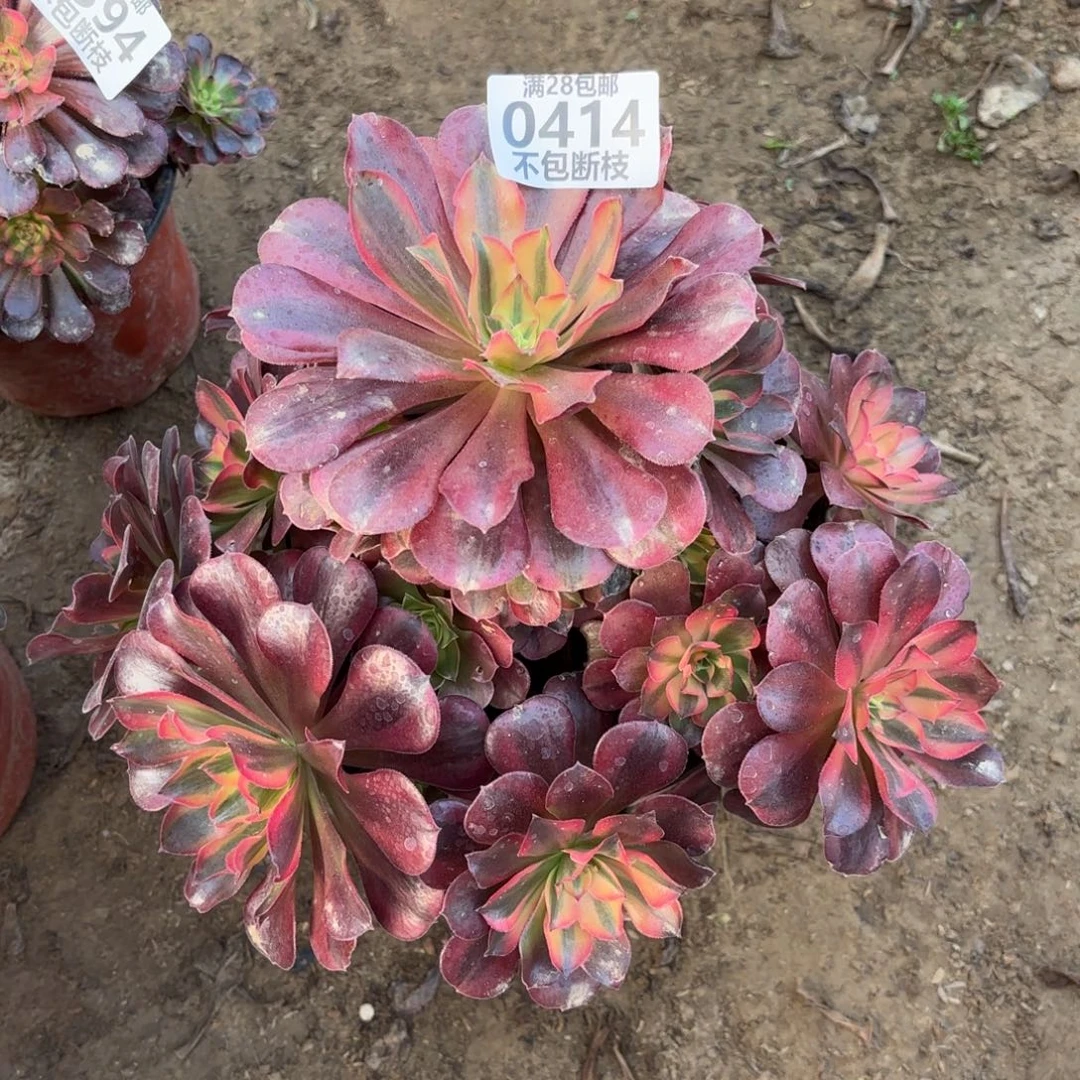 N. 414美杜莎多肉汤，baeee