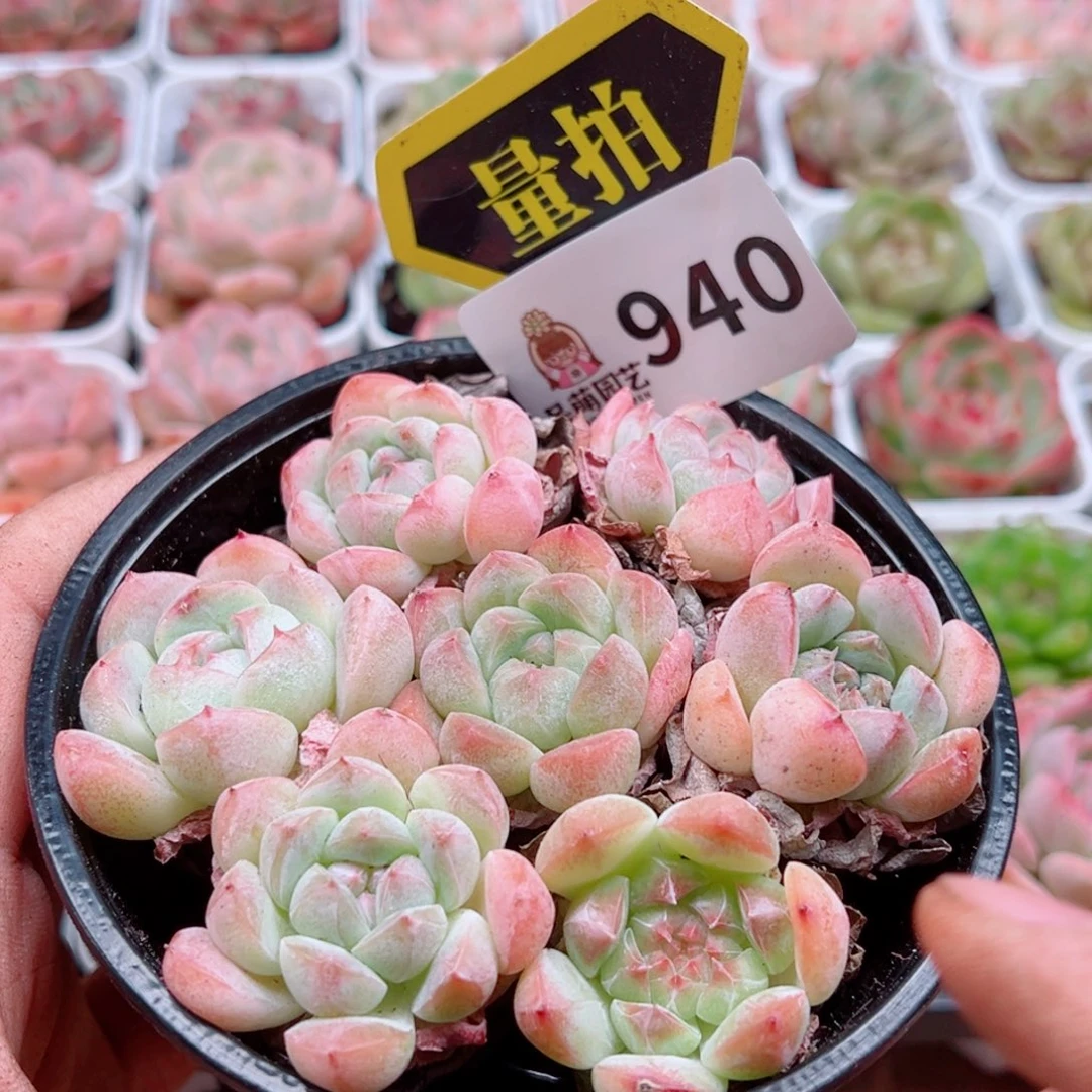 当前无花朵，栽培后可花朵