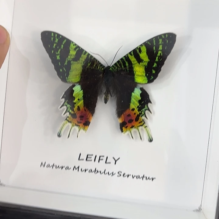 方框白底太阳蛾子