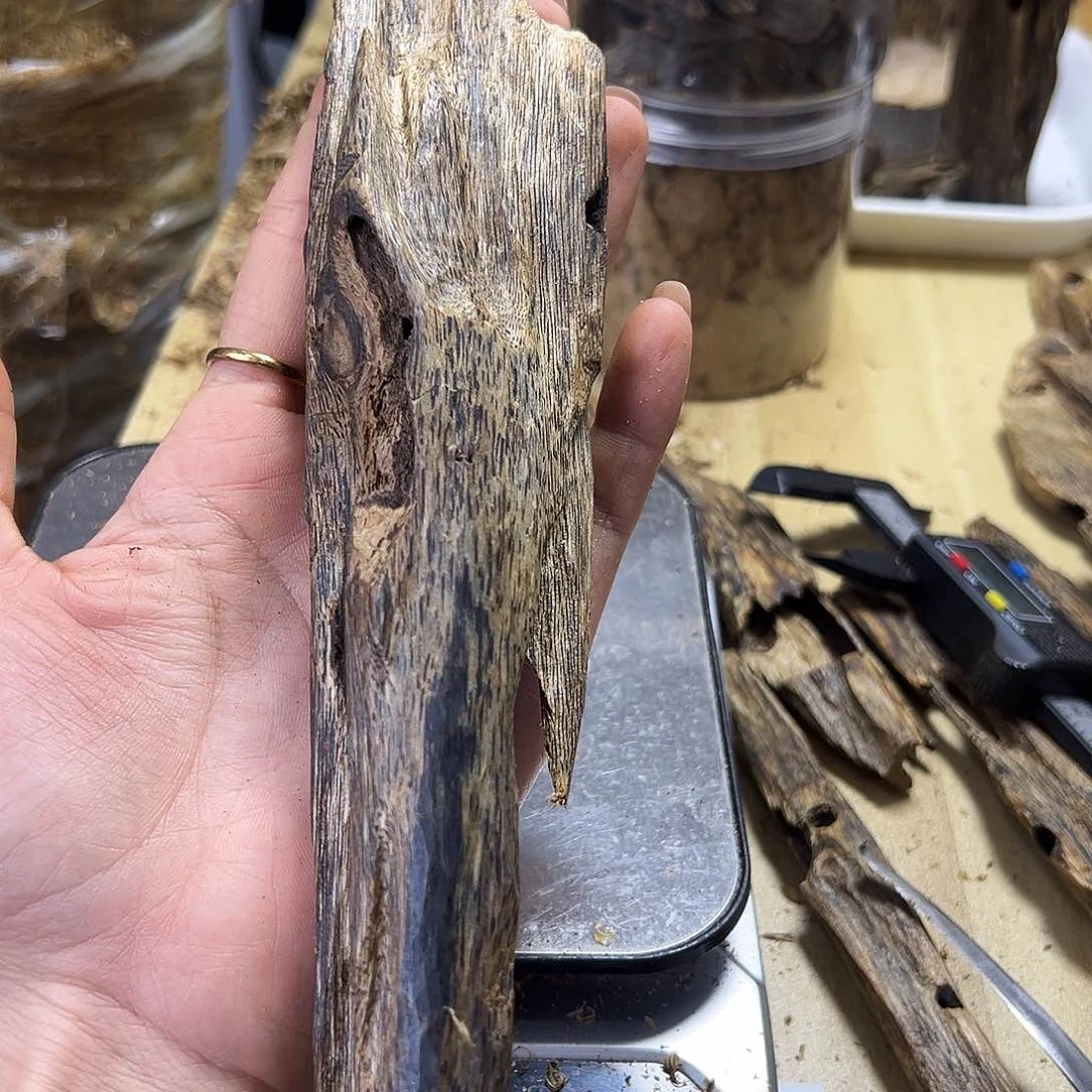 木绿奇楠虫漏59克