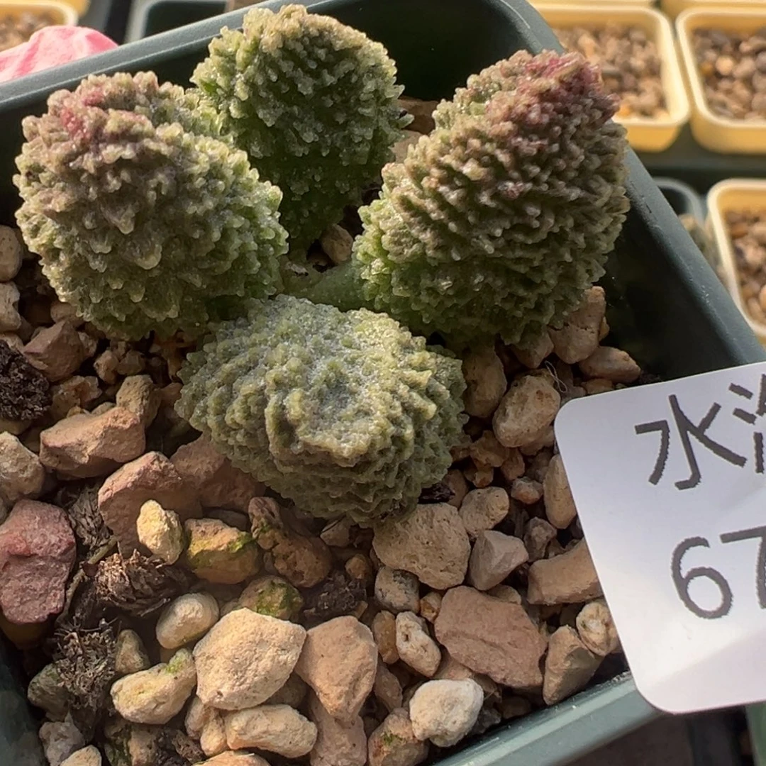 673胖嘟嘟肥嘟嘟实生水泡一颗