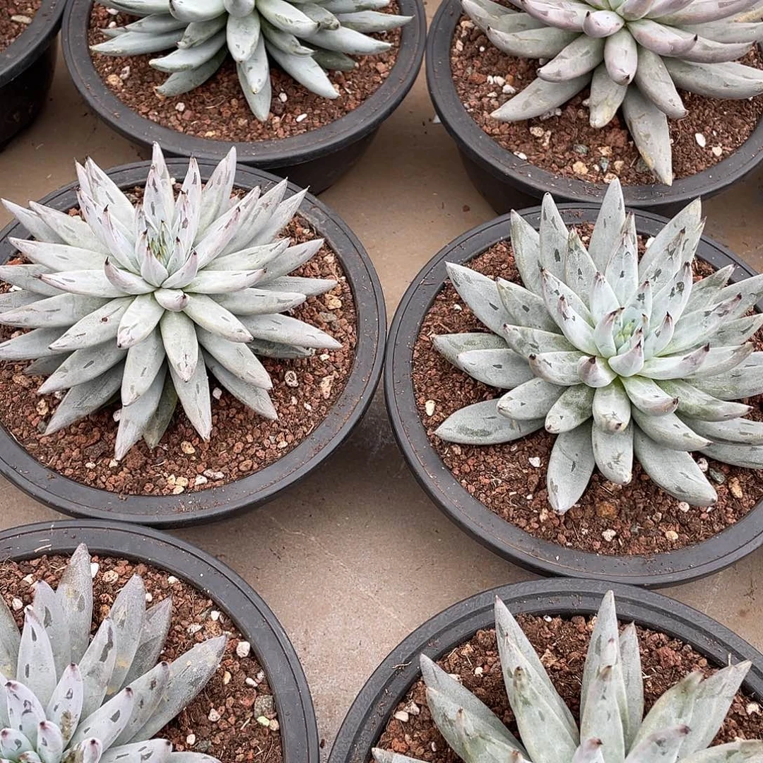 魔爪单头控养15厘米可挑