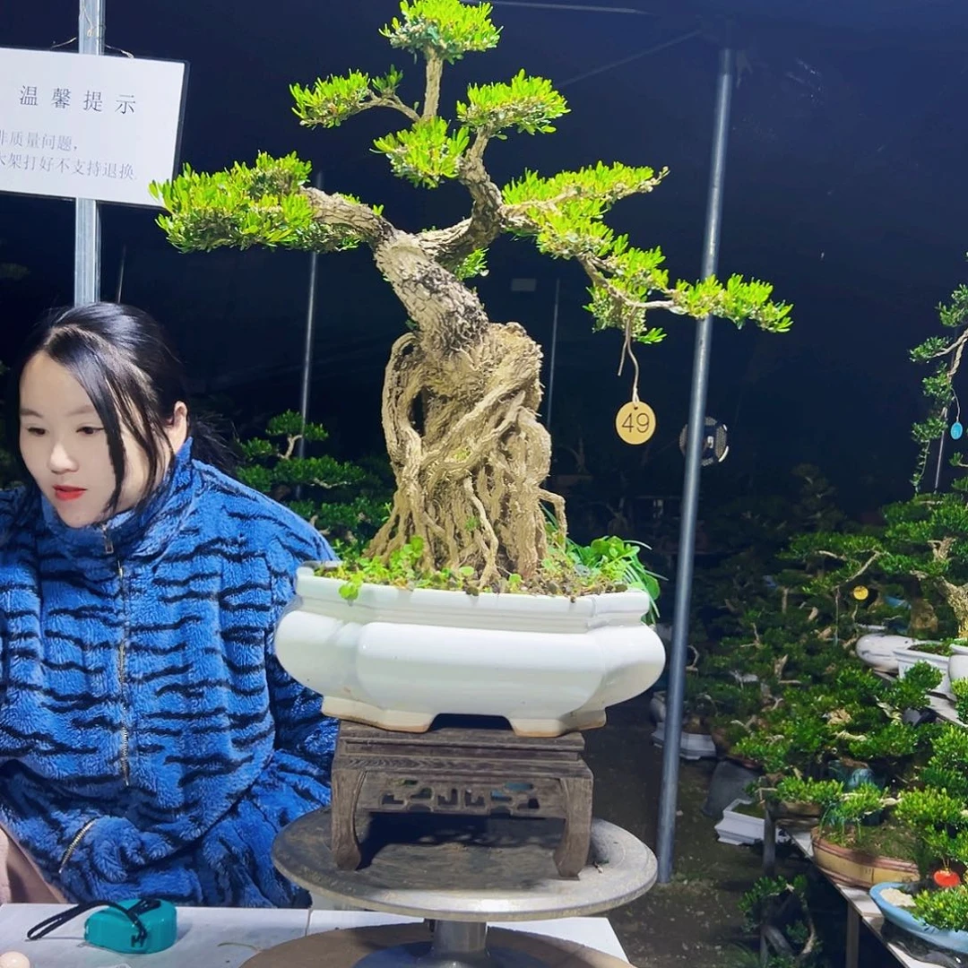 小***水无花朵黄杨木