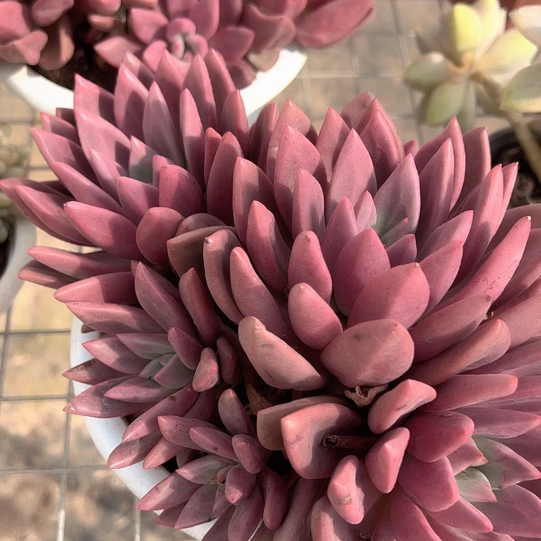 桃花源三大头起发超级大精品