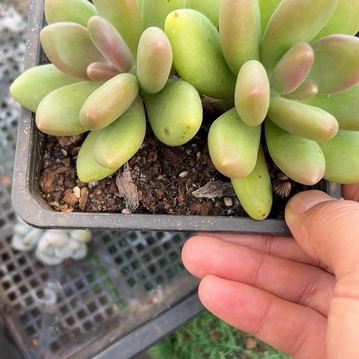 芒果奶群生双头多肉